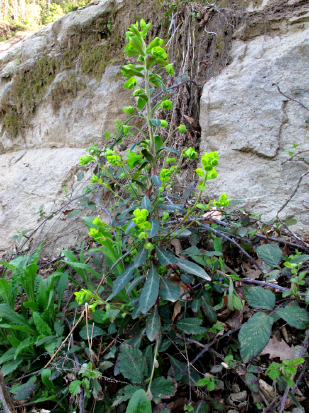 Euphorbia amygdaloides